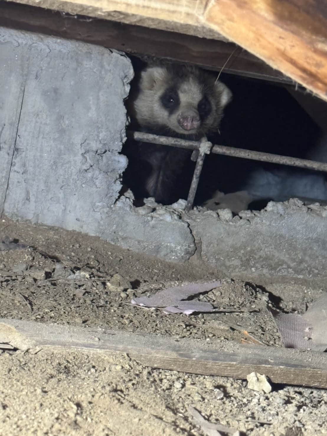 アナグマ対策工事｜山口県山口市